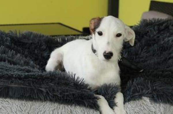 Relina sucht ihre Menschen...