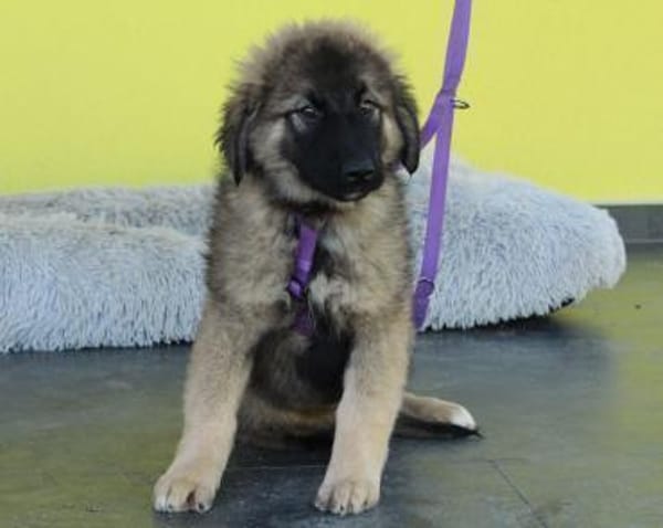 Shiva möchte ihr Herz verschenken...