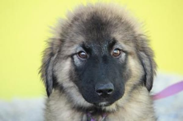 Shiva möchte ihr Herz verschenken...