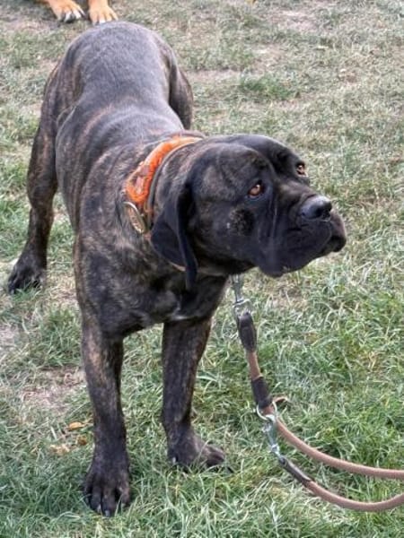 Ich heiße Stella ...