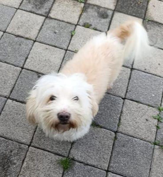 Kleiner Malteser Olli sucht ein Zuhause