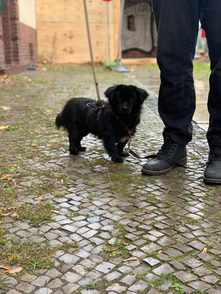 Nico hofft auf sein HAPPY-END