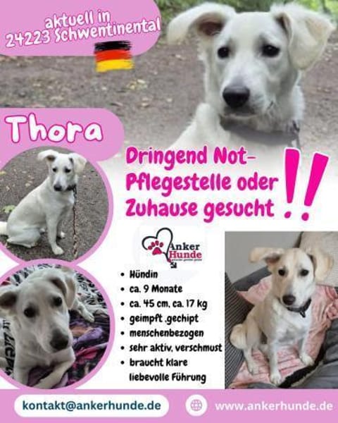 💛Thora💛sucht erfahrenes Zuhause