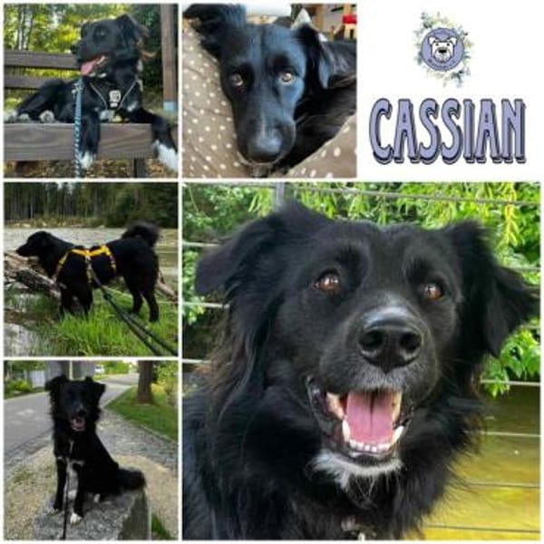 CASSIAN * Schmusekatze im Hundekostüm