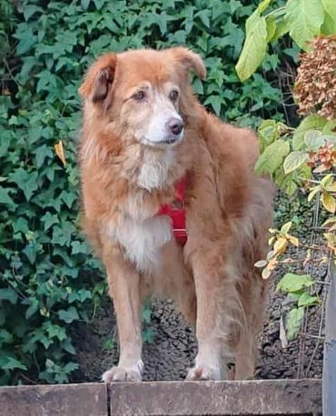 Mirtilla Pflegestelle in Bayern