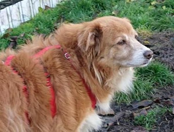 Mirtilla Pflegestelle in Bayern