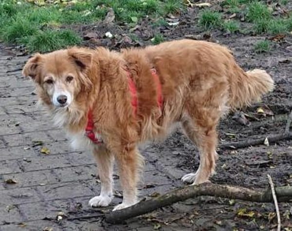 Mirtilla Pflegestelle in Bayern