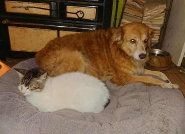 Mirtilla Pflegestelle in Bayern