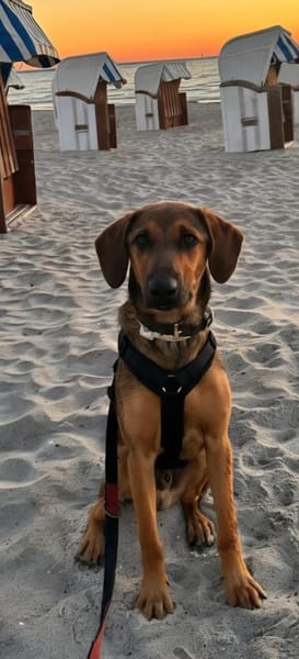 Kayo -zur Pflege in 23701 Bockholt-