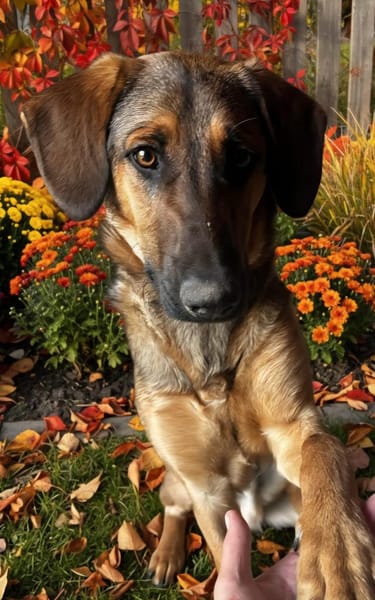 Kayo -zur Pflege in 23701 Bockholt-