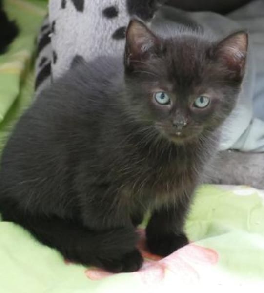 Fünf kleine schwarze Katzenkinder