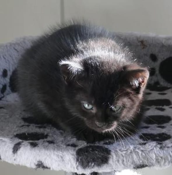 Fünf kleine schwarze Katzenkinder