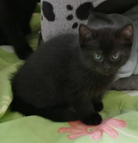 Fünf kleine schwarze Katzenkinder