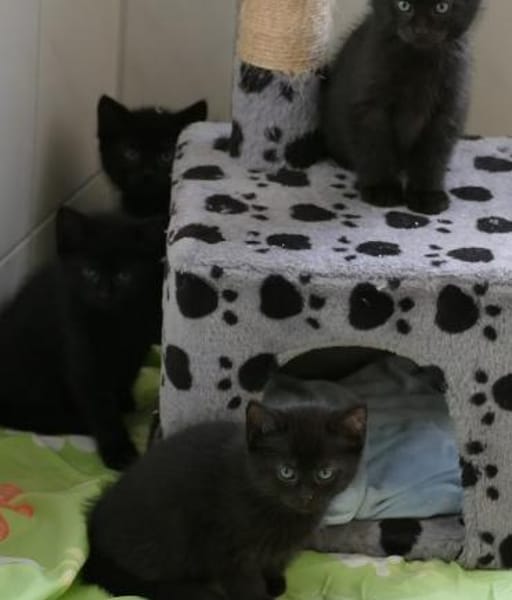 Fünf kleine schwarze Katzenkinder