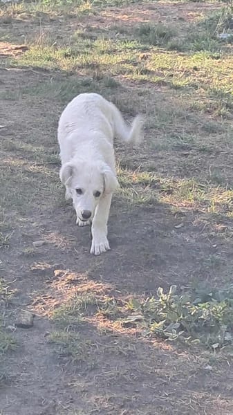 Joy, auf der Suche nach dem Glück