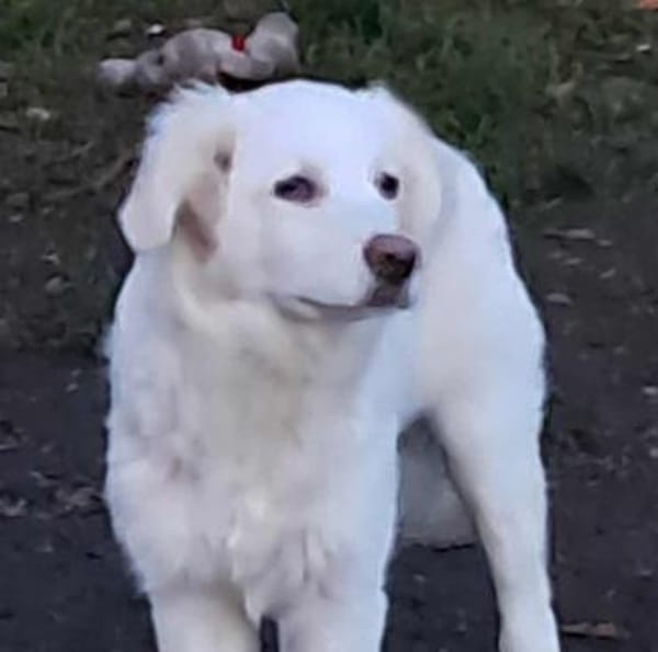 Joy, auf der Suche nach dem Glück