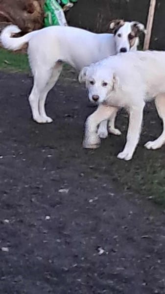 Joy, auf der Suche nach dem Glück