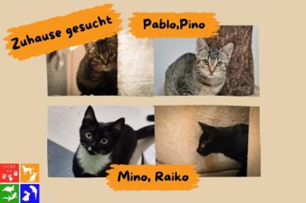 Mino, Pablo, Pino und Raiko