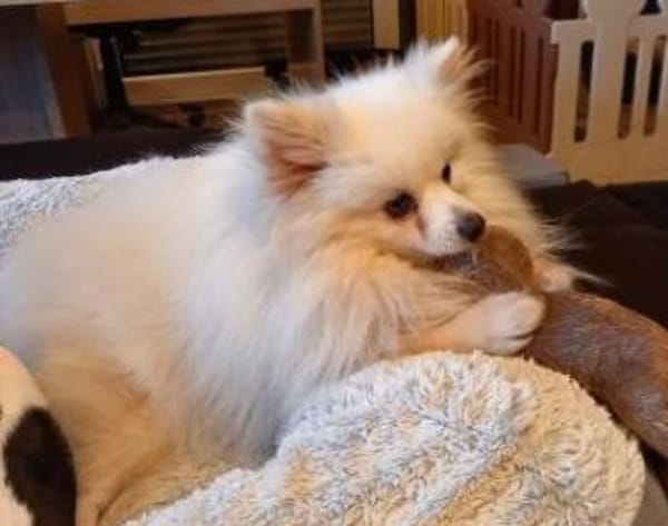 Snowy in 27478 Cuxhaven #