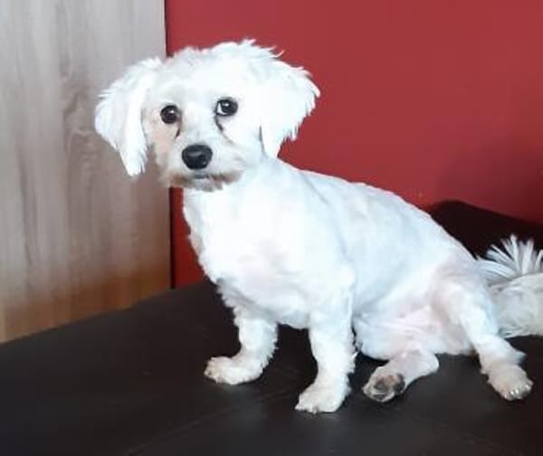 Pely ( Pelyhecske ) in 27478 Cuxhaven #