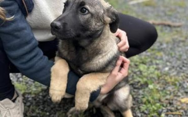 Malinois Welpe Aurelia sucht Zuhause