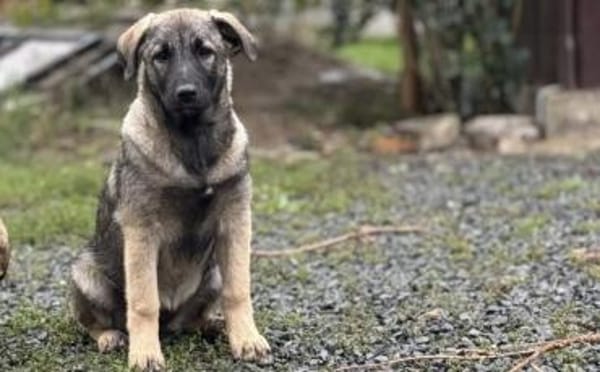 Malinois Welpe Aurelia sucht Zuhause