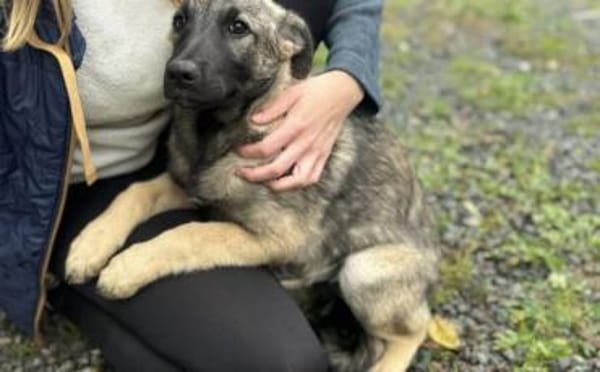 Malinois Welpe Aurelia sucht Zuhause