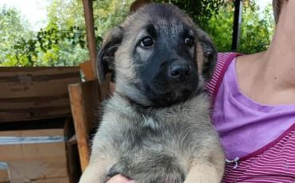 Malinois Welpe Aurelia sucht Zuhause