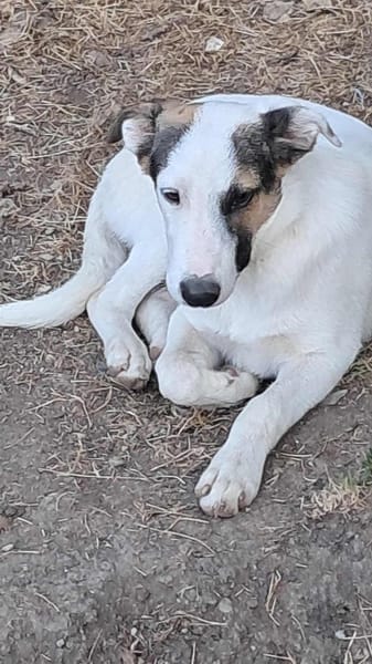 Bianca, Zuckerschnute sucht Anschluß