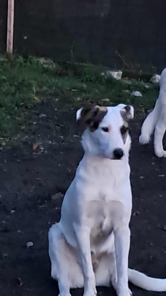 Bianca, Zuckerschnute sucht Anschluß