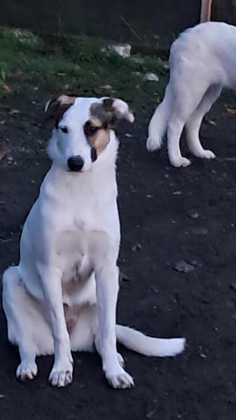 Bianca, Zuckerschnute sucht Anschluß