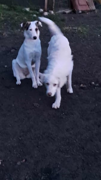 Bianca, Zuckerschnute sucht Anschluß