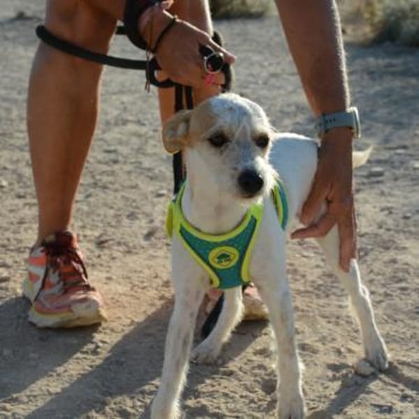 Verena - Zuhause gesucht