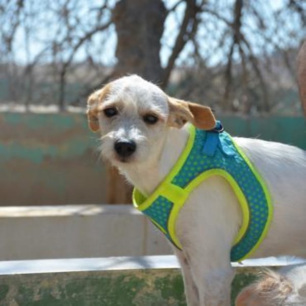 Verena - Zuhause gesucht