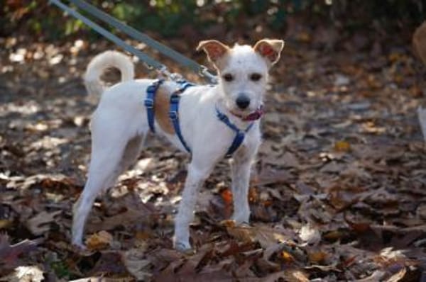 Verena - Zuhause gesucht