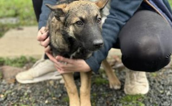 Hübsche Tinca sucht aktives Zuhause