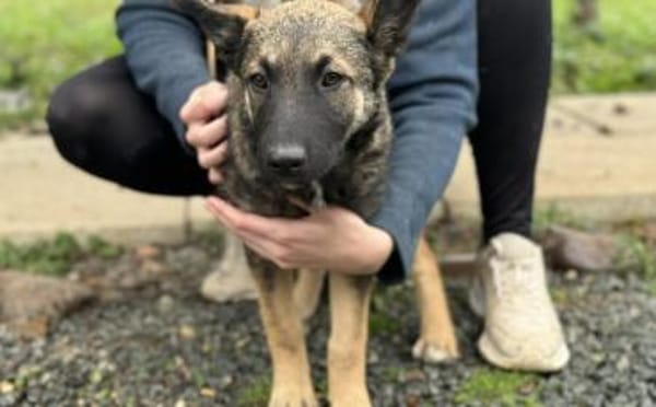 Hübsche Tinca sucht aktives Zuhause