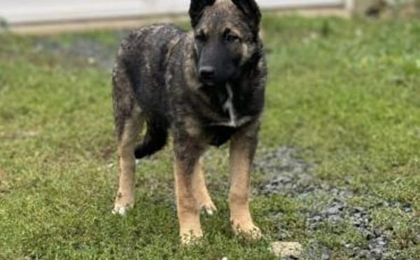 Hübsche Tinca sucht aktives Zuhause