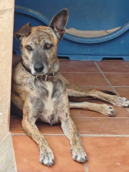 Cassie - freundliche und brave Hündin