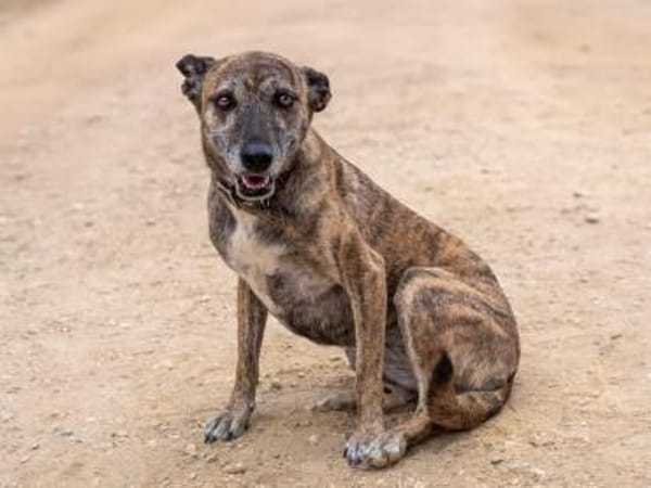 Cassie - freundliche und brave Hündin