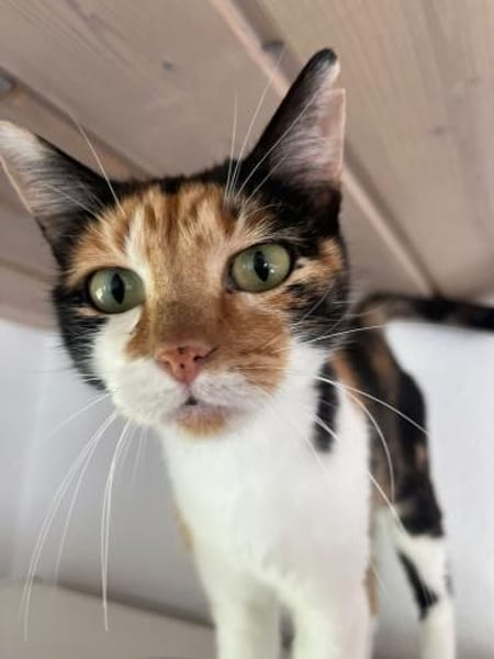 Cleo aus dem Tierschutz