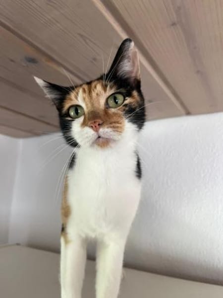 Cleo aus dem Tierschutz