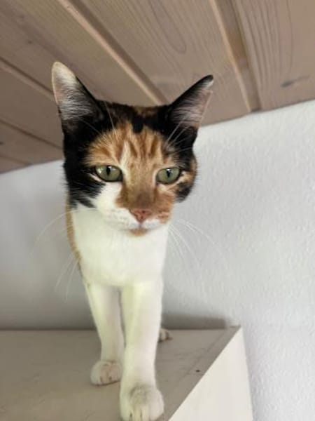 Cleo aus dem Tierschutz