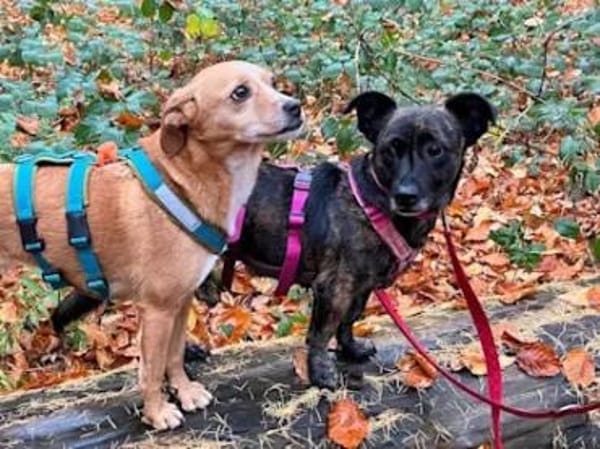 MASHA - auf Pflegestelle in NRW