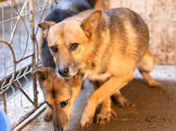 Amadou sucht seine Menschen