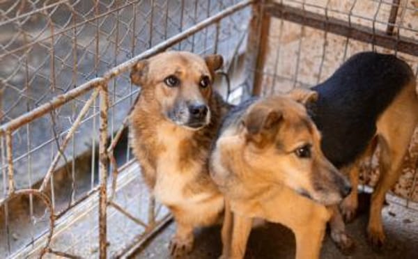 Amadou sucht seine Menschen