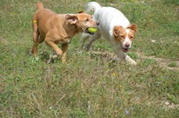 Estrella II - freundlich und offen