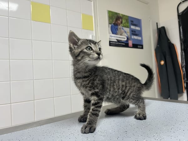 Alice (en cours d'adoption)