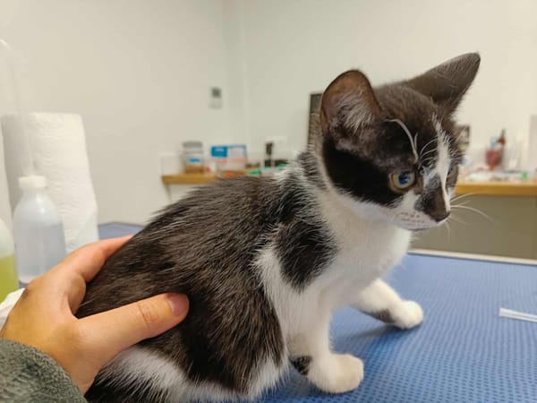 OCARINA QCT (réservé)