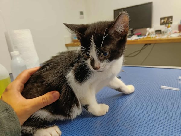 OCARINA QCT (réservé)